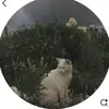 Fatima Mahmud - @fatima87356 - TikTok