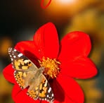 Fatima Martel - Facebook