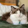 Meredith Ragdoll Cat - @meredith.ragdoll - TikTok