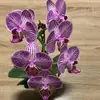 Fatima Mir - @fatima.mir3 - TikTok