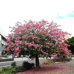 Fátima Negrón - @fatima.negron.9 - Instagram