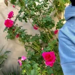 Fatima Omar - @fatima.omar59 - Instagram
