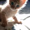 ♥️ - @fatima.omari56 - TikTok