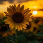 Fatima Rasheed - Facebook
