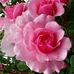 Fatima Rizk - Facebook