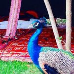 fatima sakout - @fatimasakou - Instagram