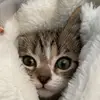 fatimamotsimpson - @fatimamotsimpson - TikTok