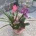Fatima Tadeu - Facebook