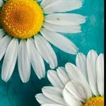 Fati_vaid - @fatimavaid48 - Instagram
