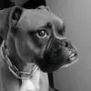 fatimaverde - @fatimaverdesilva - TikTok