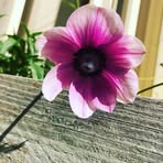 Fatima Webster - Facebook