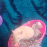 Fátima Nahomy Yañes Hernandez - @fatimanahomyyanes - Instagram