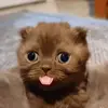Fatima Young - @fatima.young4 - TikTok