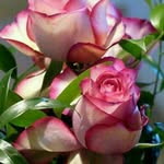 fatima - @fatima.yusefii - Instagram