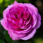 Fatima Yusef - Facebook
