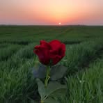 Fatma Deniz - Facebook