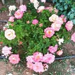 Fatma Dilmen - @dilmenftm_86 - Instagram