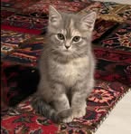 Fatma Khalifa - Facebook