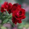 fatma king - @tuma30762790 - TikTok