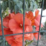 Fatma Tekin - Facebook