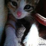 Faton R sylaj - @fatonsylaj64 - Instagram