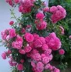 Fausta Lopez - Facebook