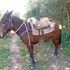 Faustino Galvan - @faustino.galvan6 - TikTok