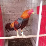 Fausto Cruz - Facebook