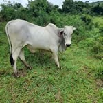 Fausto Ferreira - @fausto.ferreira.526 - Instagram