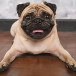 Fausto Isaac Menendez Macias - @caninosmanabi2020 - Instagram
