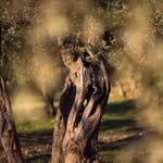 Fausto - L’olivo fortunato - @fausto__olivofortunato - Instagram