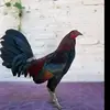 Fausto Robles - @fausto.robles74 - TikTok