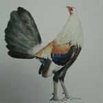 Fausto Salgado Merino - @el_mundo_del_gallo_salgado - Instagram
