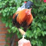Fausto Salgado Merino - @elmundodelgallosalgado - Instagram