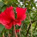 Fausto Santos - Facebook