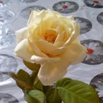 Fausto Velázquez - @fausto.velazquez.121 - Instagram