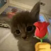 Faviola Cuevas - @faviola.cuevas0 - TikTok