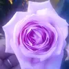 Faviola Ortega chavez - @faviola.ortega.ch - TikTok
