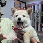 Milo - @fawn.german.shepherd - Instagram