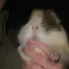 orangefawnking - @orangefawnking - TikTok