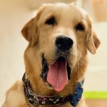 Simba - @simba_the_fawnking - Instagram