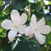 Fawziah Ali - Facebook