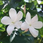 Fawziah Ali - @fawzia.hammam - Instagram