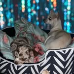Fay & Bailey - @fay_bailey_the_chihuahuas - Instagram