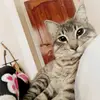 Carlita Fernanda - @fayball_cat - TikTok