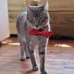 Fayball - @fayballcat - Instagram