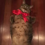 Faye Bowers - @saharafatcat - Instagram