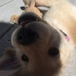 Daisy Fay Buchanan - @daisyfaythepup - Instagram