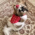 Miss Daisy Fay Buchanan 🐶 - @missdaisyfay - Instagram