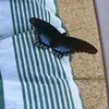 fayemccain702 - @fayemccain702 - TikTok